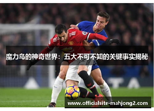 魔力鸟的神奇世界：五大不可不知的关键事实揭秘